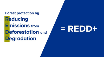 Climate action through forest protection: How REDD+ works